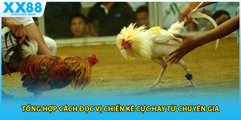 Tổng hợp cách đọc vị chiến kê cực hay từ chuyên gia