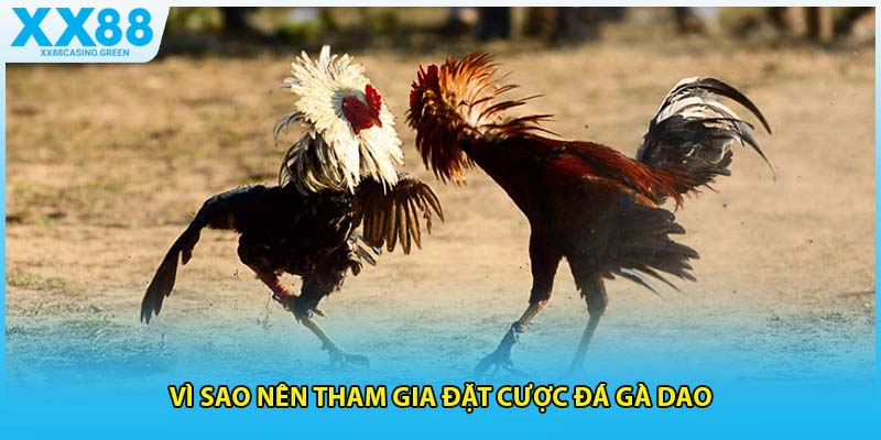 Vì sao nên tham gia đặt cược đá gà dao